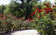 Benalla Botanical Gardens - thumb 0