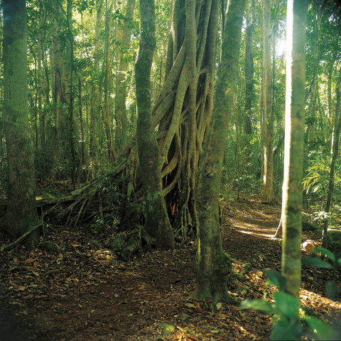 Binna Burra, Lamington National Park - Accommodation QLD 1