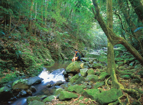 Binna Burra, Lamington National Park - Accommodation QLD 2