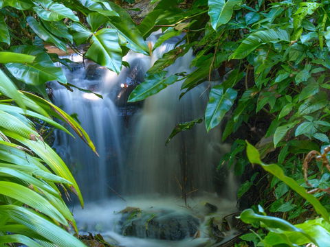 Brisbane Botanic Gardens Mount Coot-tha - Accommodation QLD 1