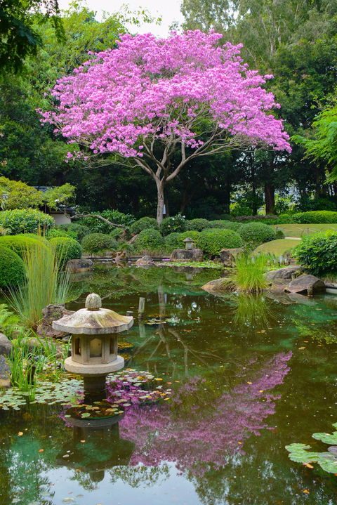 Brisbane Botanic Gardens Mount Coot-tha - Accommodation QLD 2