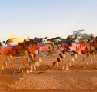 Broken Hill Camels - Accommodation QLD