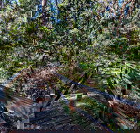 Dawson River Walking Track - Accommodation QLD