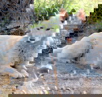 Durong Dingo Sanctuary - Accommodation QLD