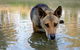 Durong Dingo Sanctuary - thumb 1