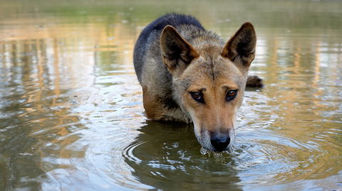 Durong Dingo Sanctuary - Accommodation QLD 1