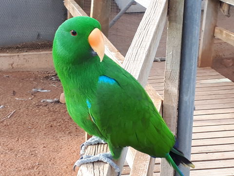 Eyre Reptile & Wildlife Park - Accommodation QLD 0