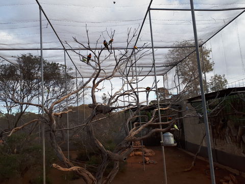 Eyre Reptile & Wildlife Park - Accommodation QLD 2
