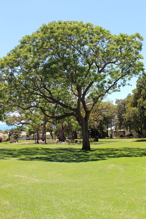 Flinders Park Playground - Accommodation QLD 0