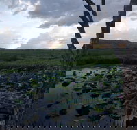 Fogg Dam Conservation Reserve - Accommodation QLD