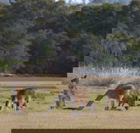 Great Nature Trail - Accommodation QLD