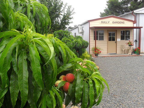 Gully Gardens - Accommodation QLD 0
