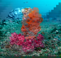 HMAS Brisbane Dive Site - Accommodation QLD