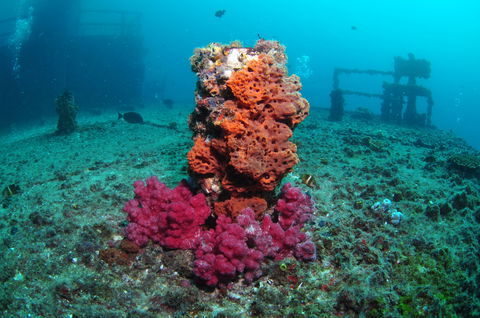 HMAS Brisbane Dive Site - Accommodation QLD 0
