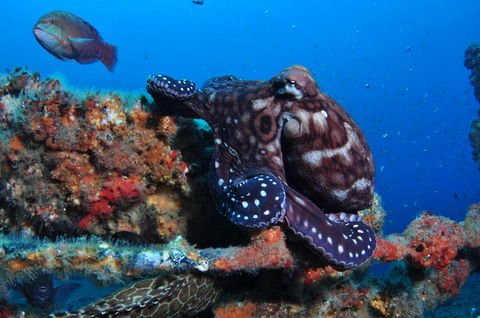 HMAS Brisbane Dive Site - Accommodation QLD 2