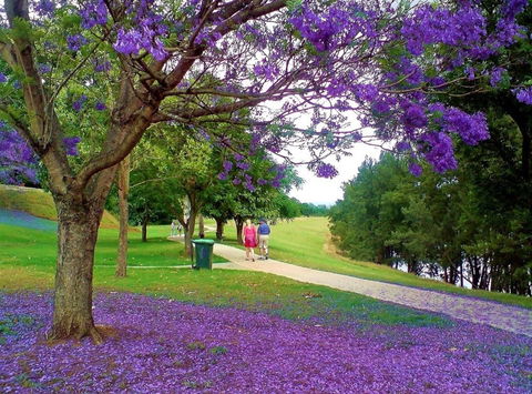 Howe Park - Accommodation QLD 0