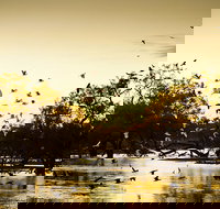 Kinchega Homestead Billabong Walk - Accommodation QLD