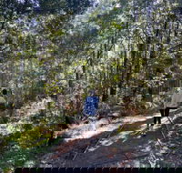 Lyrebird Circuit Walk - Accommodation QLD