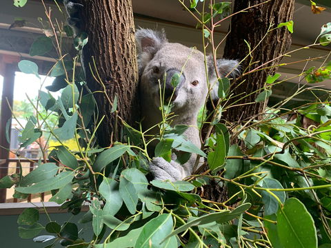 Macadamia Castle - Accommodation QLD 0
