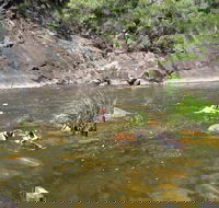 Mount Boss State Forest - Accommodation QLD