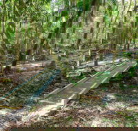 Old Bottlebutt - Accommodation QLD