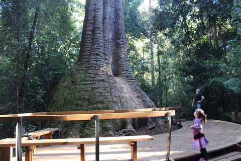 Old Bottlebutt - Accommodation QLD 2