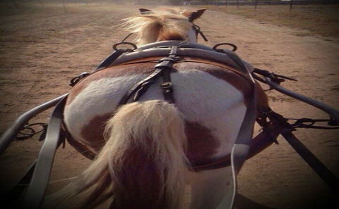 Outback Pony Rides Farm Experience - Accommodation QLD 2