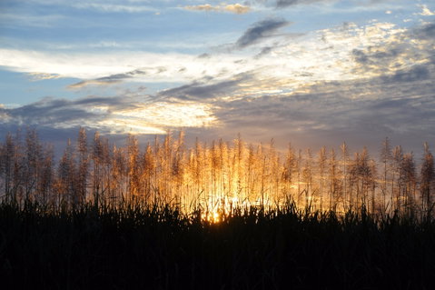 Proserpine - Accommodation QLD 1
