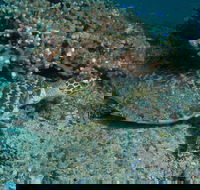 Round Bommie - Accommodation QLD