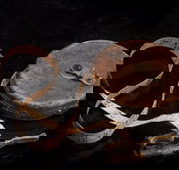 Shellharbour City Museum formerly Tongarra Museum - Accommodation QLD