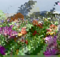 Smokin Heights Iris Display Garden - Accommodation QLD