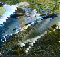 Splitters Farm - Accommodation QLD