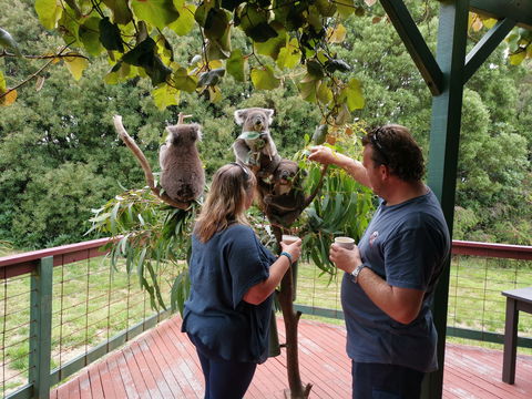 The Aussie Stop Offering Breakfast With Koalas - Accommodation QLD 1