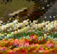 Tulip Top Gardens - Accommodation QLD