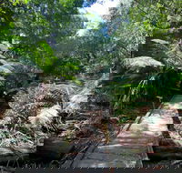 Wirrawilla Rainforest Walk - Accommodation QLD