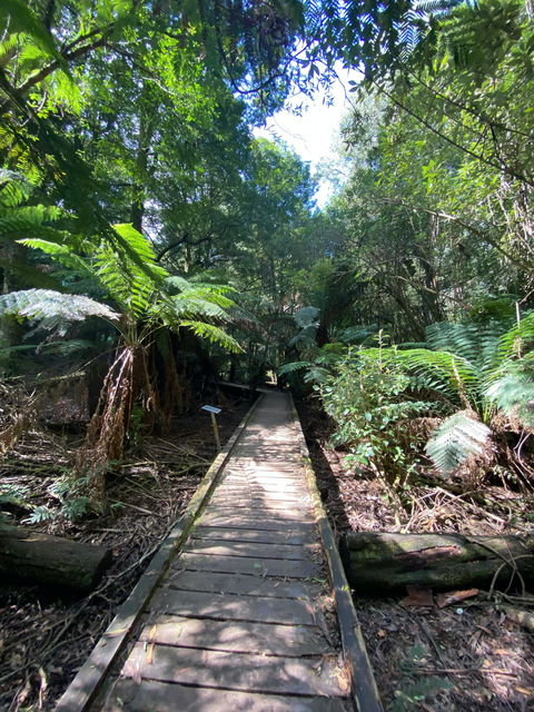 Wirrawilla Rainforest Walk - Accommodation QLD 0
