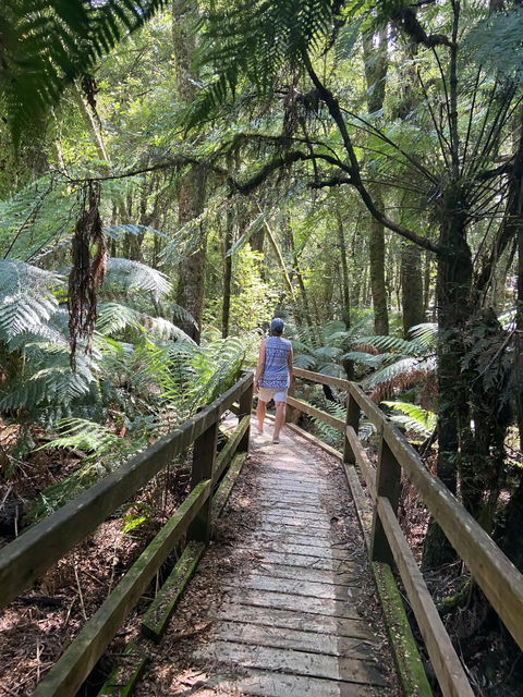 Wirrawilla Rainforest Walk - Accommodation QLD 2