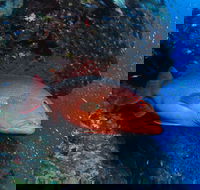 Anchor Bommie Dive Site - Accommodation QLD