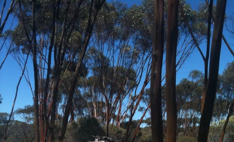 Boorabbin National Park - Accommodation QLD 0