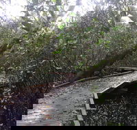 Carole Green Walkway - John Oxley Reserve - Accommodation QLD