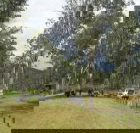 Chaelundi National Park - Accommodation QLD