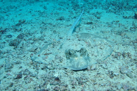 Cobia Hole Dive Site - Accommodation QLD 2