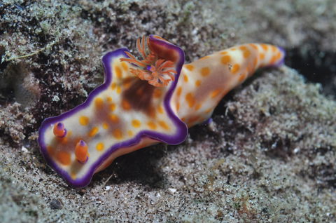 Curtin Artificial Reef Dive Site - Accommodation QLD 0