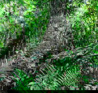 Djiru National Park - Accommodation QLD