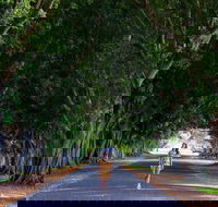 Fig Tree Avenue - Accommodation QLD