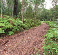 Forest Walking Track Gibraltar Range National Park - Accommodation QLD