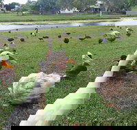 Gooseponds North Mackay - Accommodation QLD