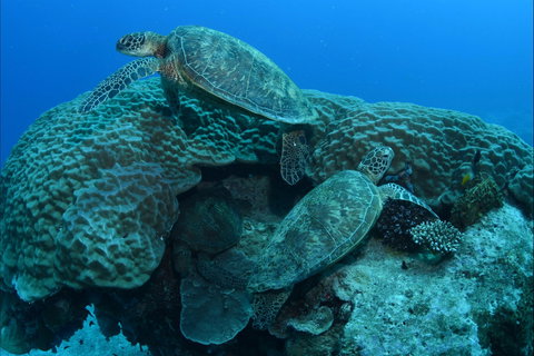 Heron Bommie - Accommodation QLD 1