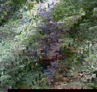 Kondalilla Falls Circuit Kondalilla National Park - Accommodation QLD