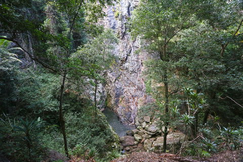 Kondalilla Falls Circuit, Kondalilla National Park - Accommodation QLD 0